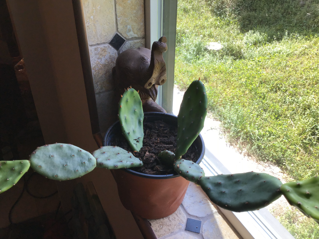 cactus