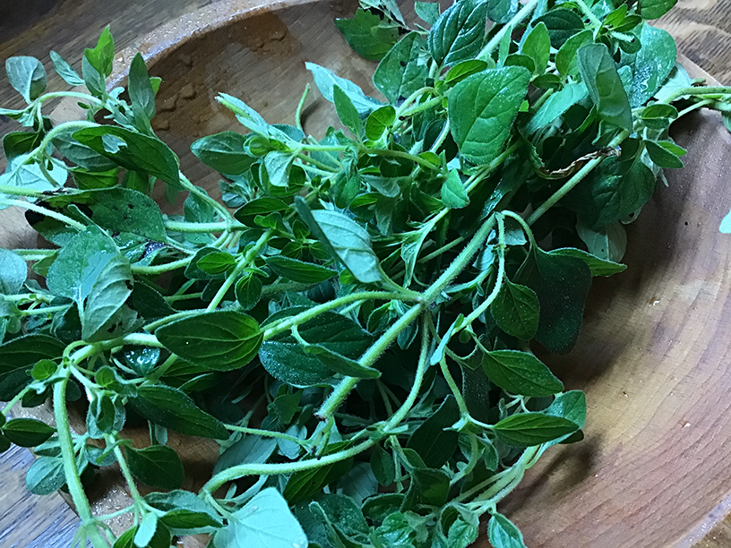 marjoram